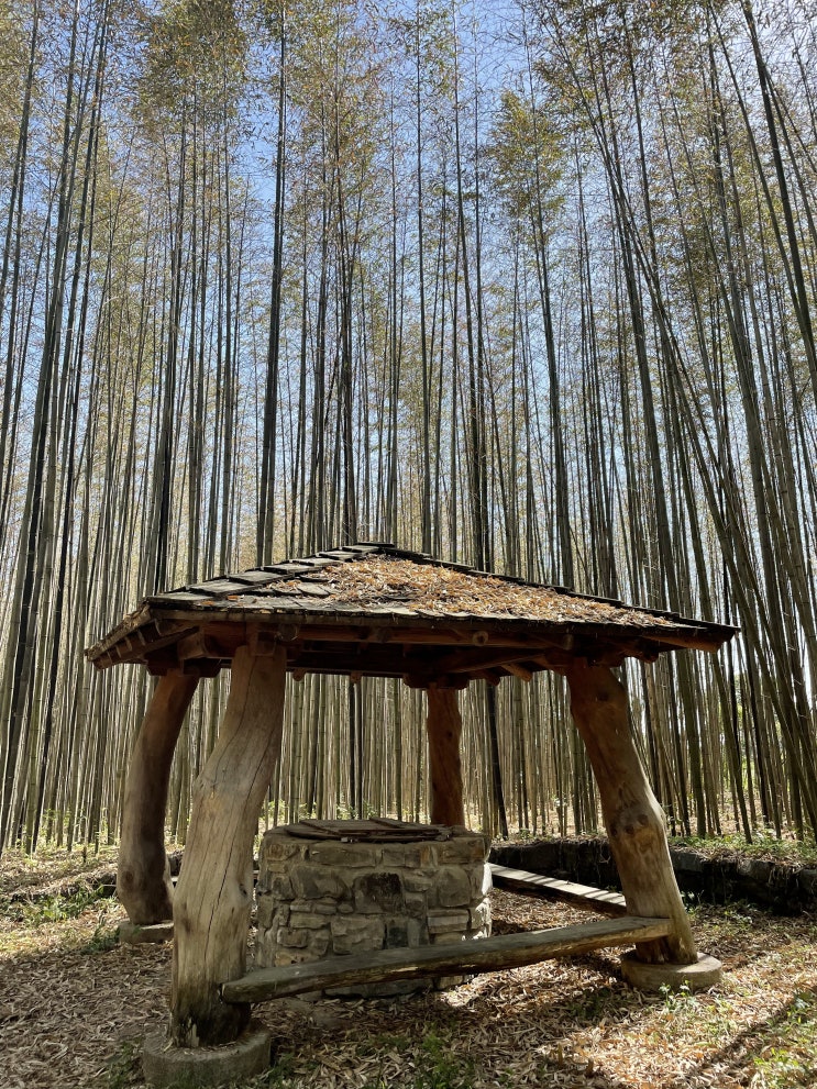  익산 구룡마을 대나무숲