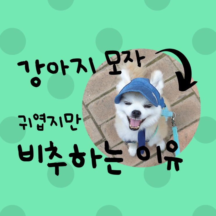  강아지용품 강아지 모자 비추하는 이유 4가지 | 내돈내산