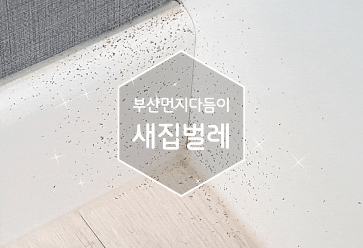  부산새집벌레 부산먼지다듬이 해충퇴치를 맡겼던 에라코