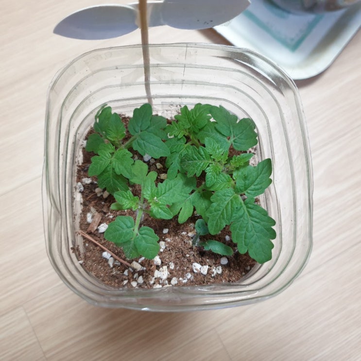  집에서 방울토마토 키우기,발아온도 및 기간, 분갈이 시기
