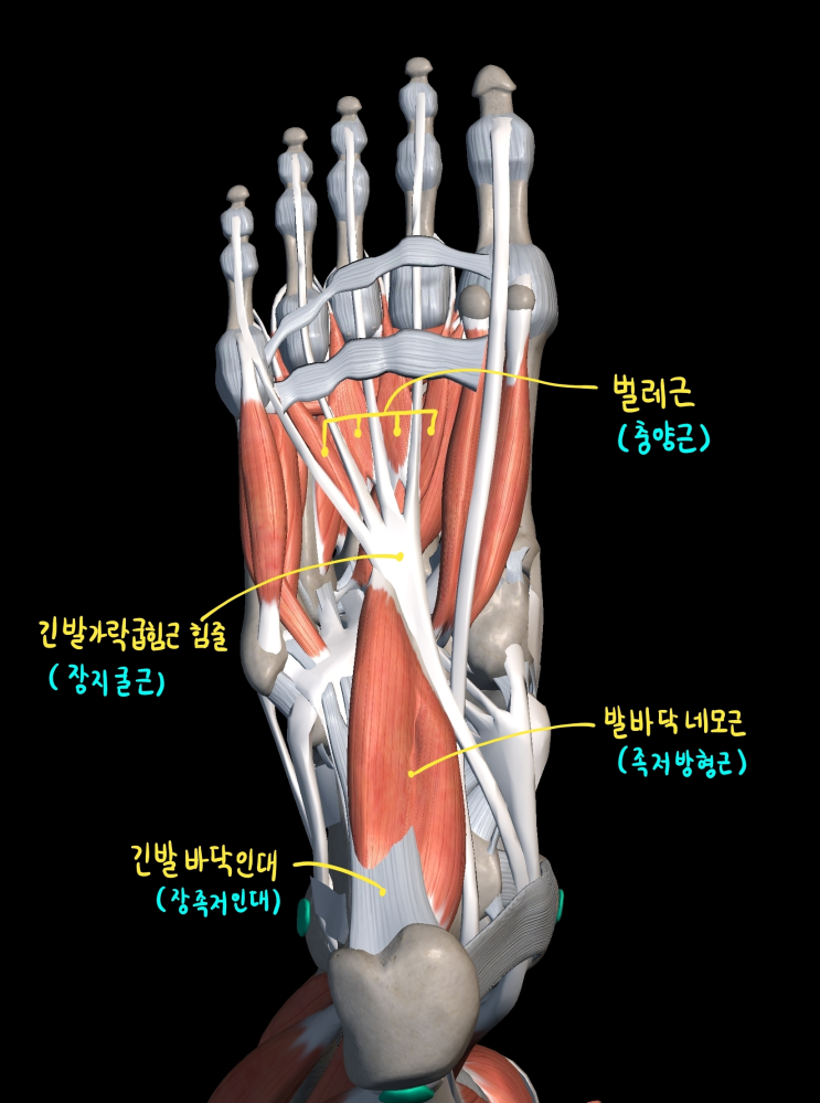  [하지 근육] 발바닥 근육 (둘째층)