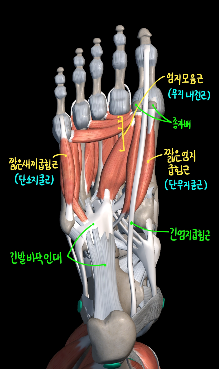  [하지 근육] 발바닥 근육 (셋째층)