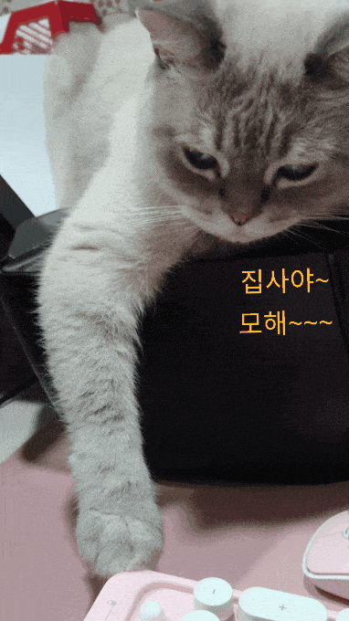  고양이 발톱깎기, 심심할 때 딱이지!