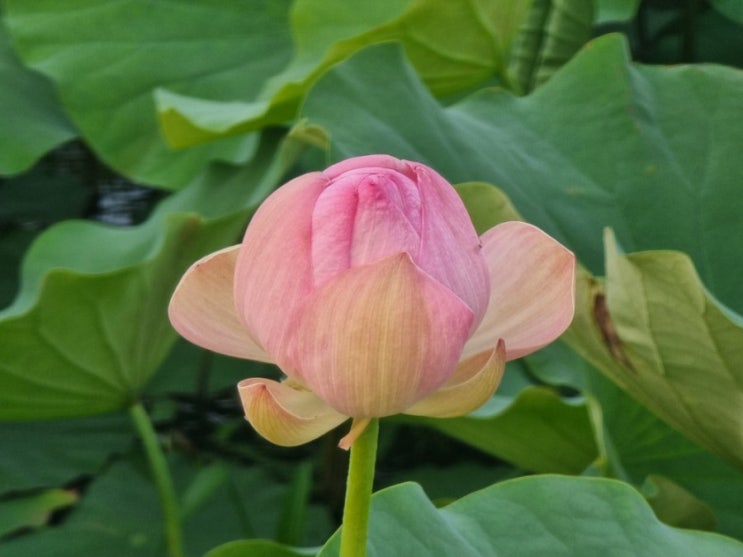  충청남도 부여 가볼만한곳 여행 궁남지 산책 연꽃 명소 구경(예쁜사진 가득!)