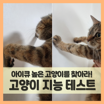  고양이 지능 테스트, 아이큐 높은 냥이 알아보는 벽짚기 챌린지