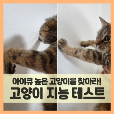 고양이 지능 테스트, 아이큐 높은 냥이 알아보는 벽짚기 챌린지 : 네이버 블로그