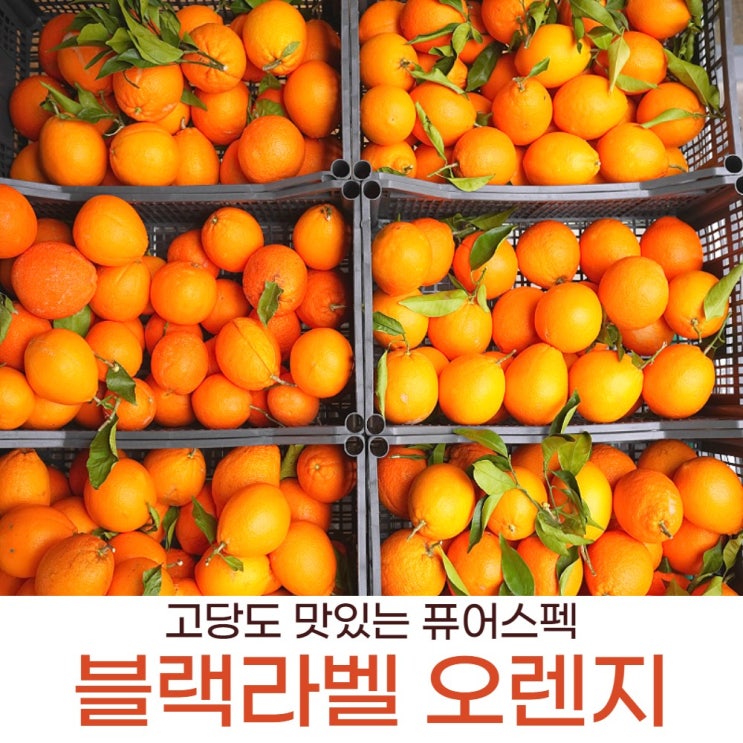 인기 많은 오렌지고당도 썬키스트 블랙라벨퓨어스펙 캘리포니아산 중과, 오렌지 로얄 중과 20과 3.8~4kg 추천합니다