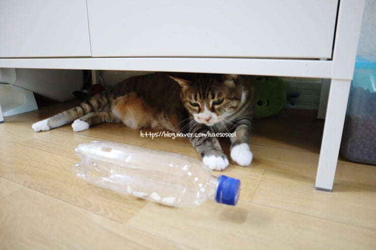  고양이 4남매의 일상, 니가 왜 거기서 나와~