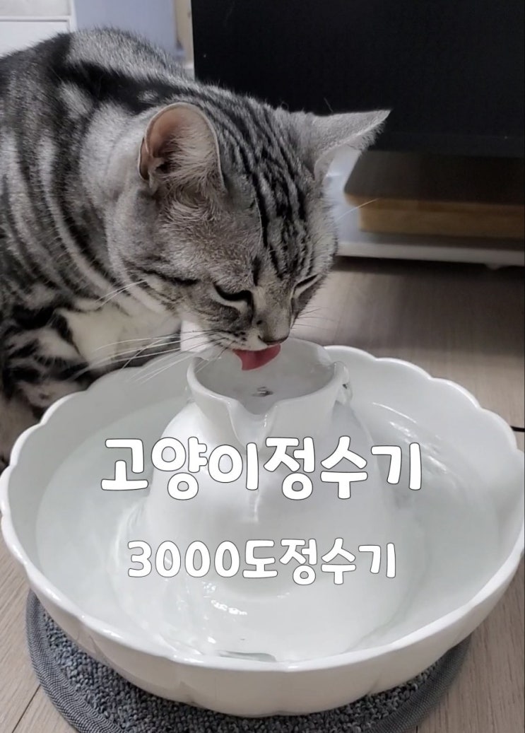 고양이 정수기 3000도정수기 고양이 음수량 걱정 말아요 고양이 정수기 3000도정수기 고양이 음수량 걱정 말아요