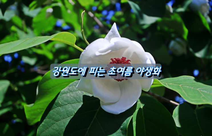 강원도에 피는 초여름 야생화 강원도에 피는 초여름 야생화