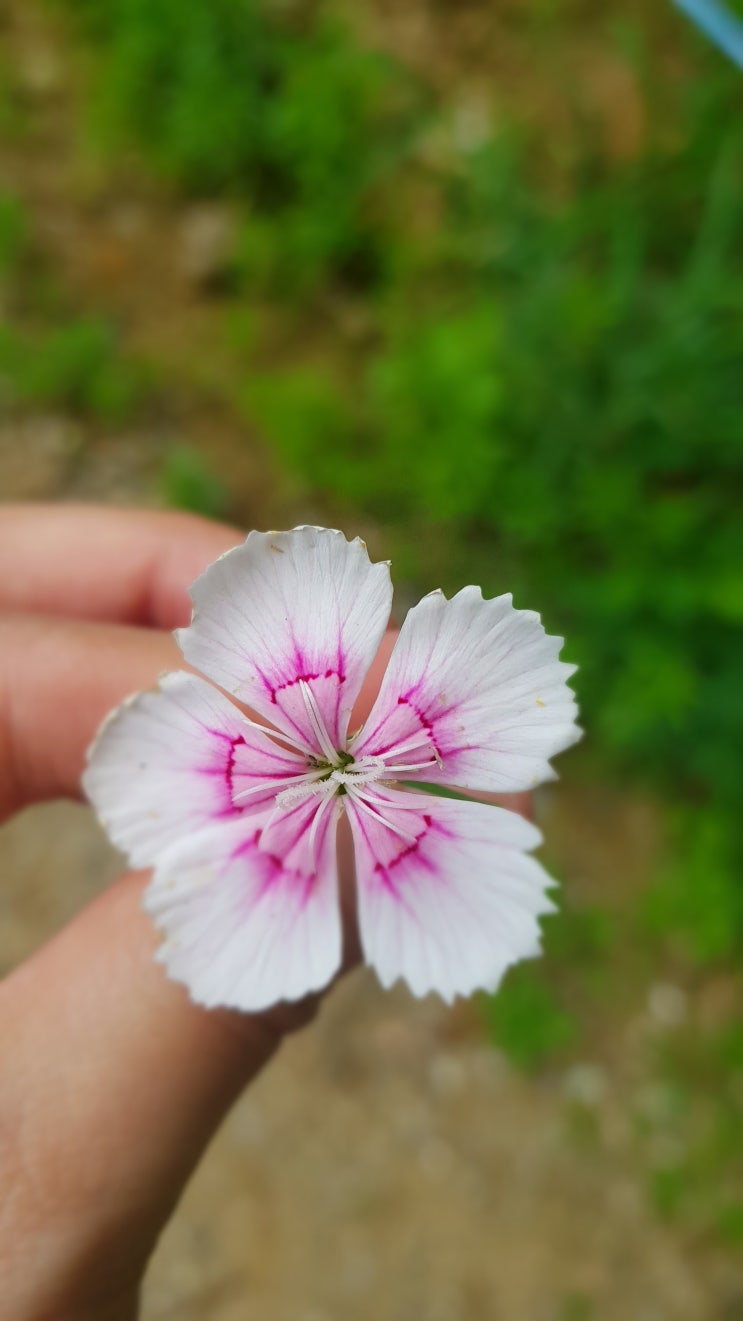  요즘 날씨가 너무 좋아서 꽃도 이쁘더라구요