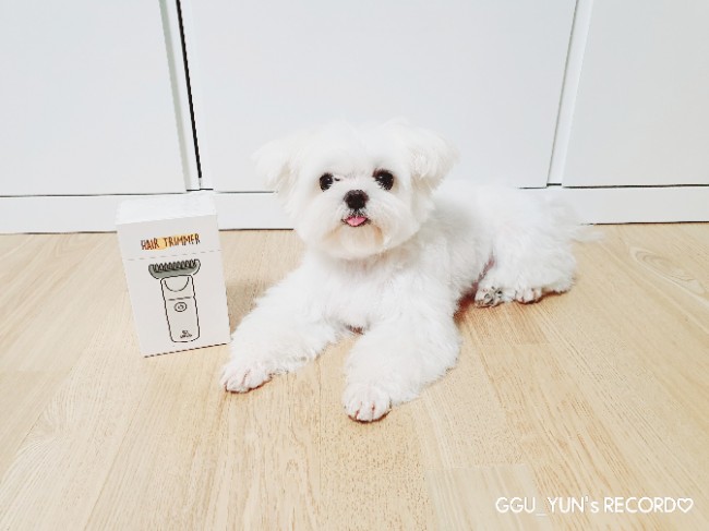  강아지바리깡 세이치 애견이발기로 셀프위생미용 해요