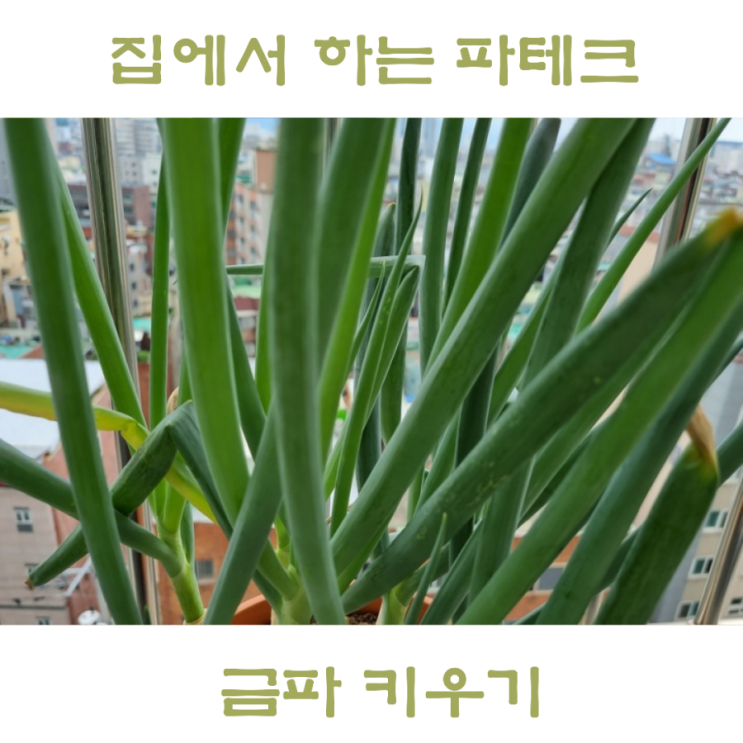  집에서 대파 키우기 자급자족 파테크 대파심기 방법