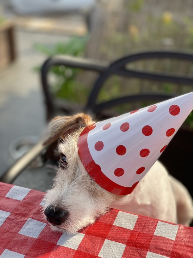  강아지 코난이 9번째 생일파티!