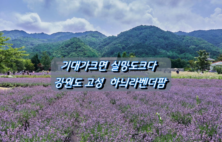 기대가크면 실망도크다! 고성 하늬라벤더팜 기대가크면 실망도크다! 고성 하늬라벤더팜