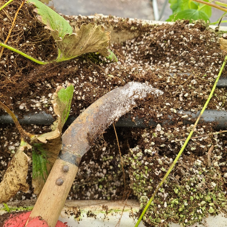 딸기수확종료 후 딸기묘목 및 뿌리 제거하기