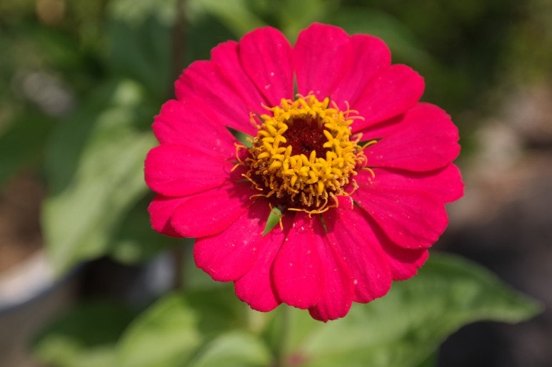 백일초/백일초 백일초/백일초