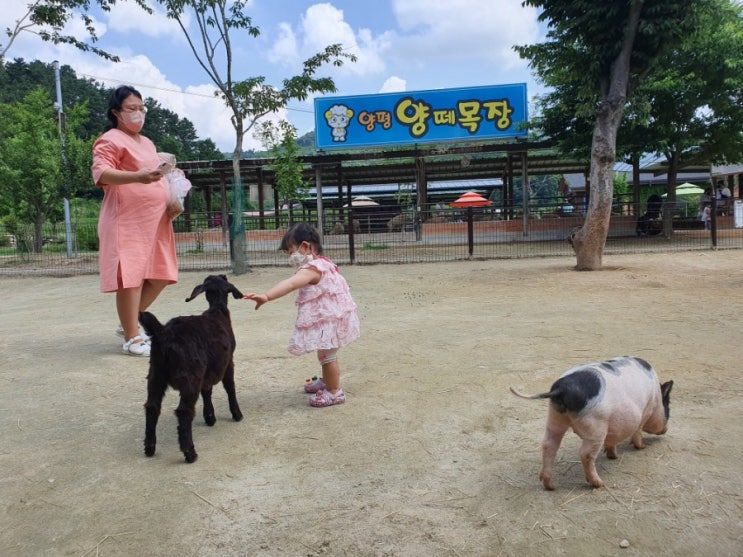 경기도 양평군 귀여운 양들 보러 양평 양떼목장 아기랑 다녀오기 답사 후기