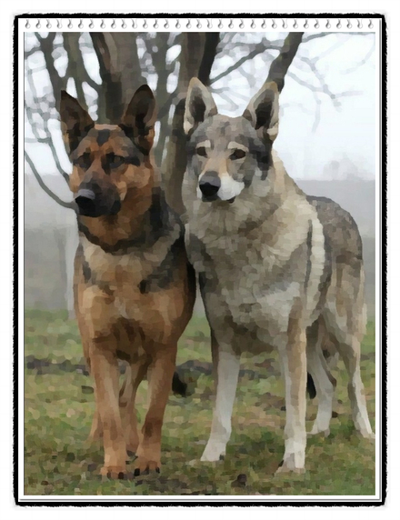 체코슬로바키안 울프독 분양가격과 성격,역사 및 크기에 대해(Czechoslovakian Wolfdog-늑대개)