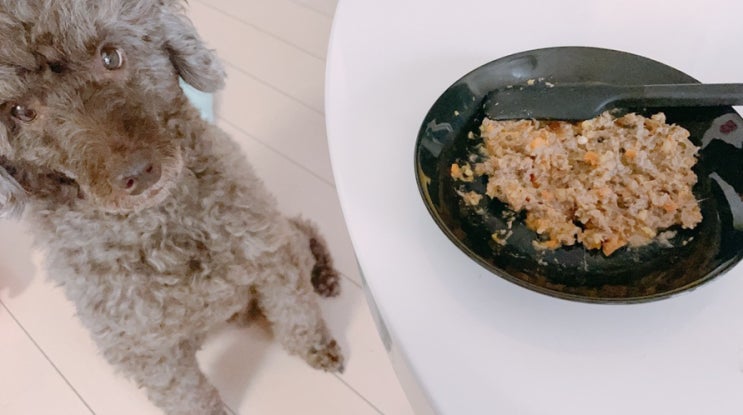  강아지 노란토 공복토 원인과 해결방법