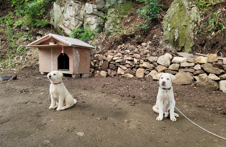  용인 전원주택 공사현장, 멋진 풍산개가 반기다.