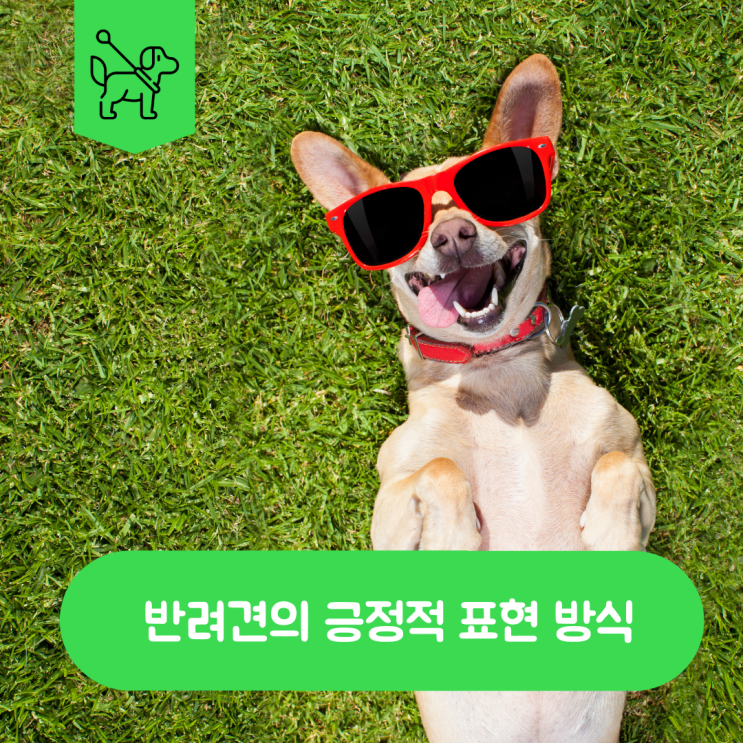  반려견의 긍정적인 행동 표현들