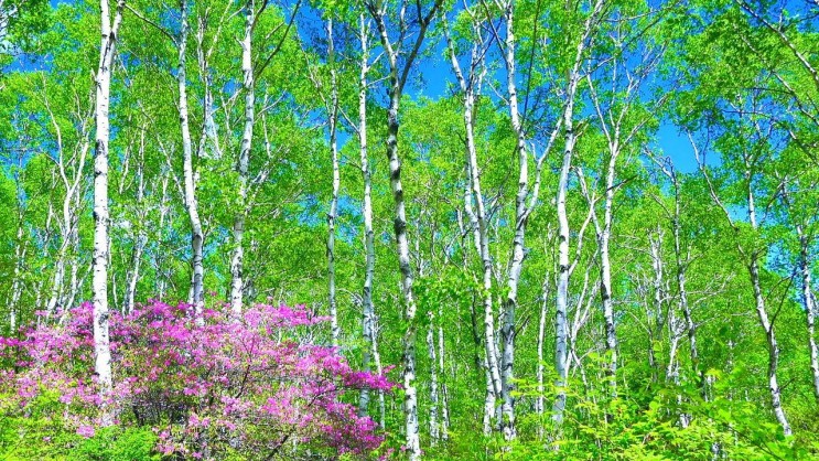 [랜선 타고 일본여행] 자작나무가 유명한 초여름의 야치호고원(八千穂高原)【나가노현】