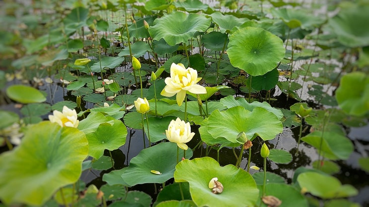  경주 7월 가볼만한 곳, 동궁과 월지 연꽃 단지 개화현황은?