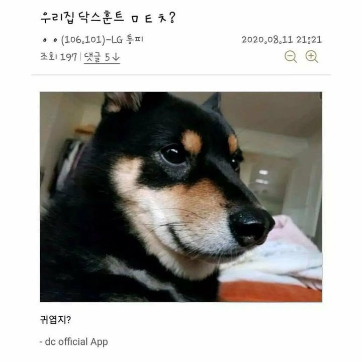  닥스훈트