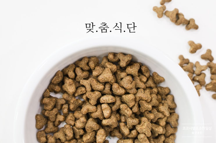  고양이 다이어트, 체지방 30% 목표! (w. 베스트브리드 캣 사료)