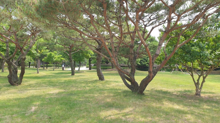  어혈 한약 어떤 경우에 복용해야 할까요