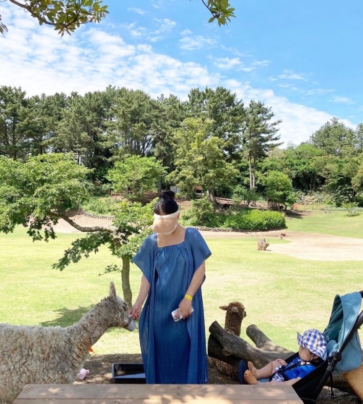  제주 화조원 - 애월읍 조류공원 10개월 아기랑 관람 후기 (feat. 알파카&앵무새 먹이주기 체험)