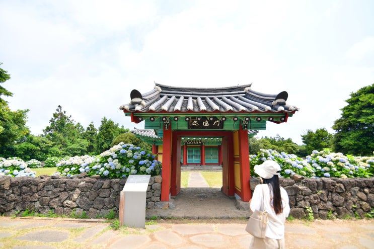  제주도 성산읍 가볼만한곳 '제주 혼인지' 수국이 활짝 피었어요.
