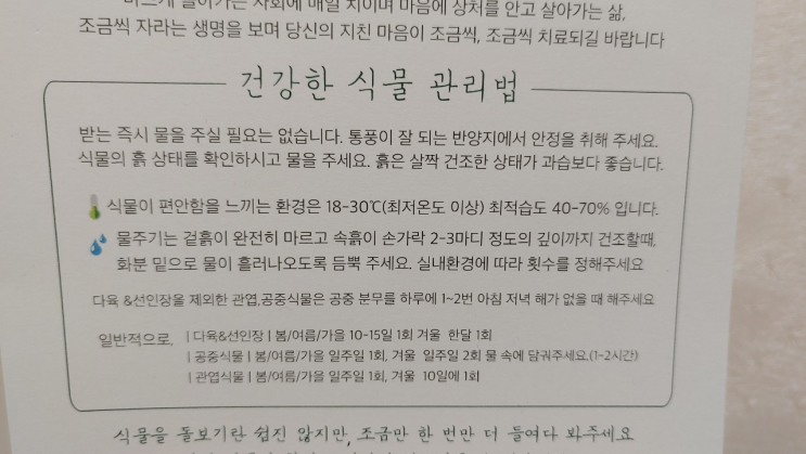  만세선인장 키우기 실패중..