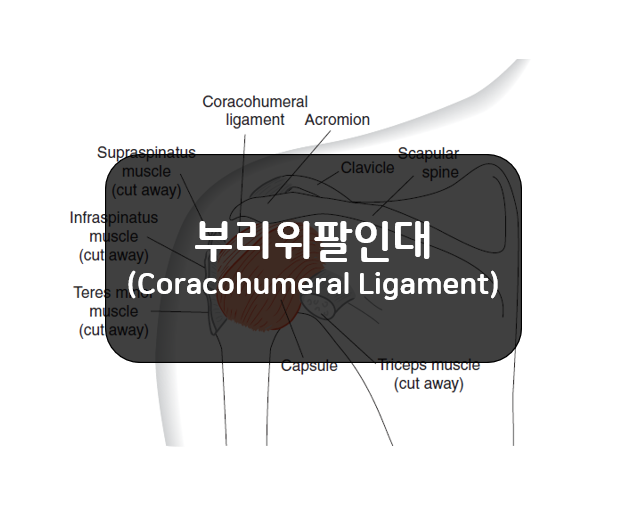  오목위팔관절(GH joint)의 부리위팔인대(Coracohumeral Ligament)