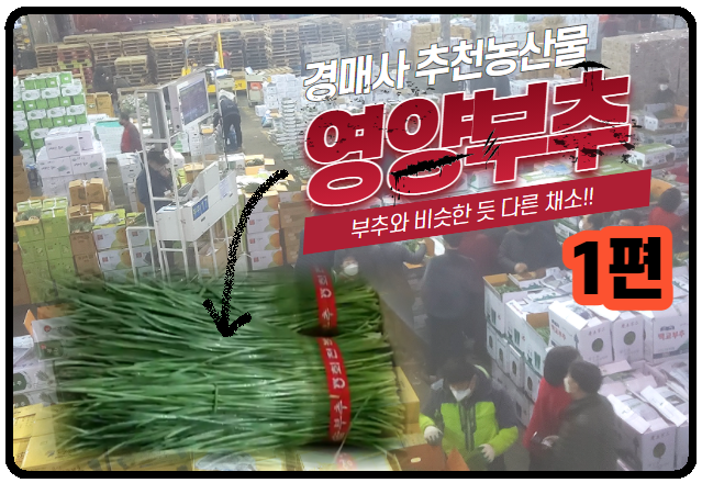  [경매사 추천 농산물] 부추 인듯, 아닌 듯한 "영양부추" #1