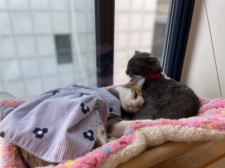  [강남 고양이카페] 이색적인 강남 놀거리 - 히히냥냥