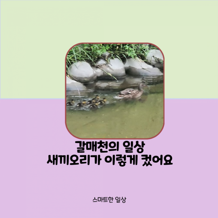  갈매천 산책하며 오리들을 관찰하다