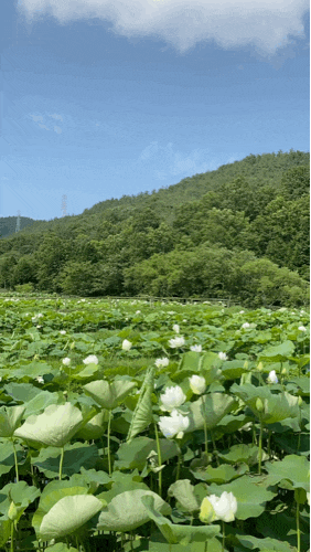 전라남도 강진 수국길, 연꽃단지_수국길 옆에 연꽃단지, 지도에도 안나오는 강진 현지인만 오는 찐명소, 카카오지도 네이버지도에 없음! 전라남도 강진 수국길, 연꽃단지_수국길 옆에 연꽃단지, 지도에도 안나오는 강진 현지인만 오는 찐명소, 카카오지도 네이버지도에 없음!