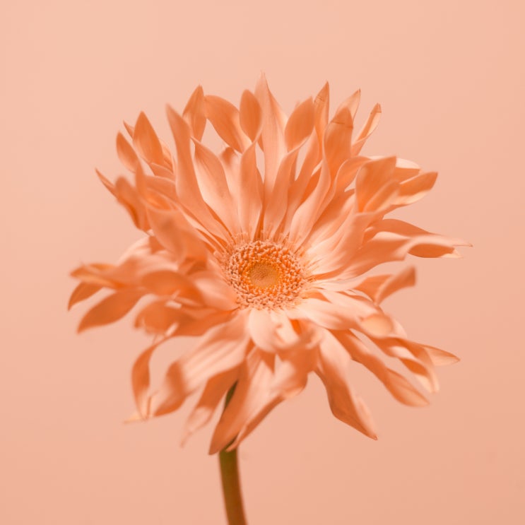  [바탕화면용 분위기 있고 몽환적인 고화질 자연 사진 이미지] 무료 다운로드