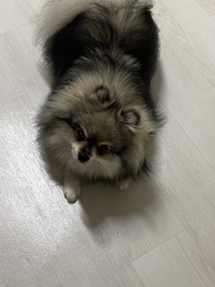  오늘도 평화로운 꾸꾸의 저녁 / 신나게 논 꾸꾸의 최후
