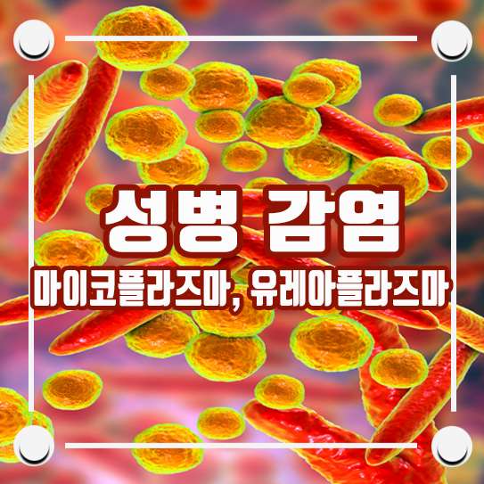 STD 12종 성병의 종류 : 맨즈 레이디스 매독 피부 발진성 병의 증상