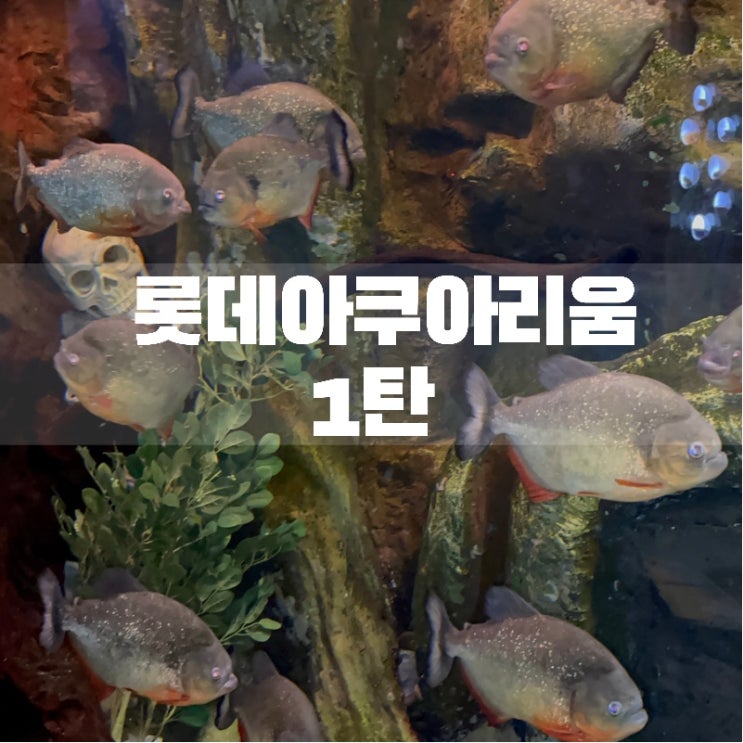  코엑스 / 롯데월드 아쿠아리움 철저비교! 마음에 드는 곳 골라요 1탄