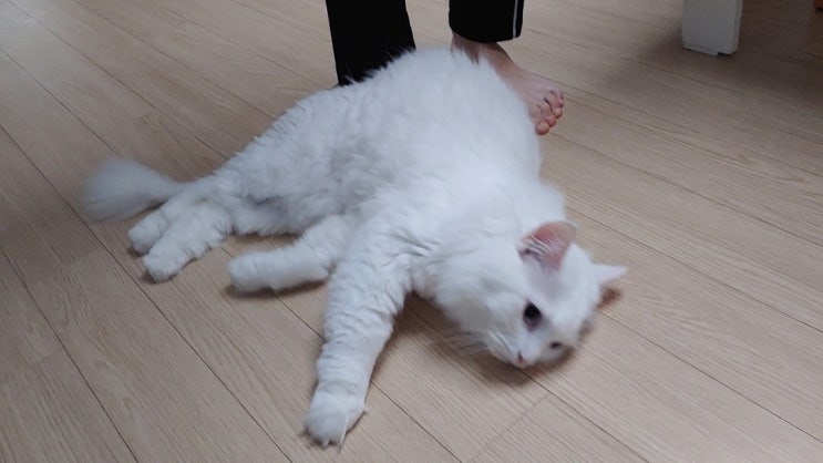  청소의 신 바닥 닦는 고양이