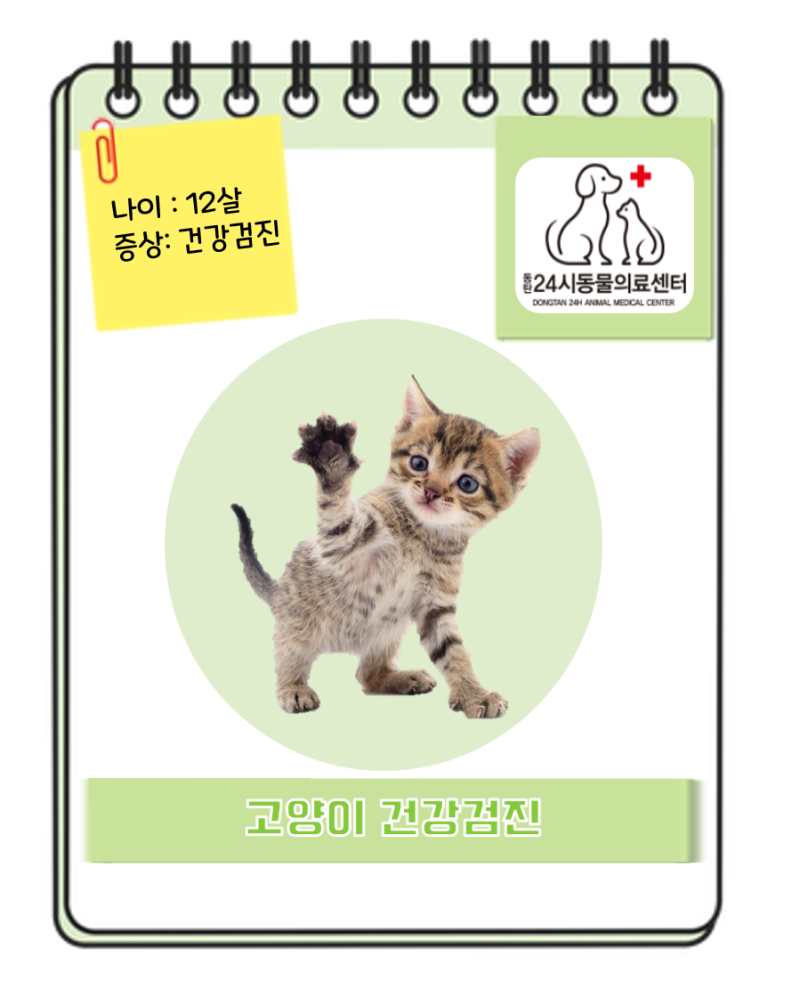 고양이 건강검진 동탄24시동물의료센터 : 네이버 블로그