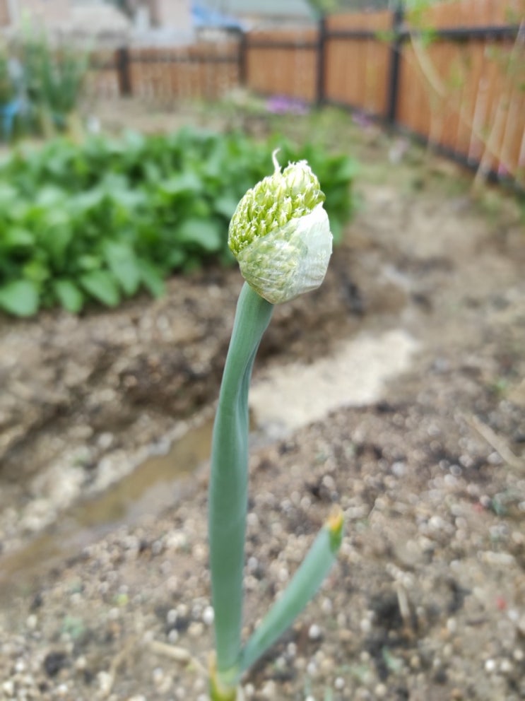  4월 22일 대파꽃이 피었어요. 해바라기 발아