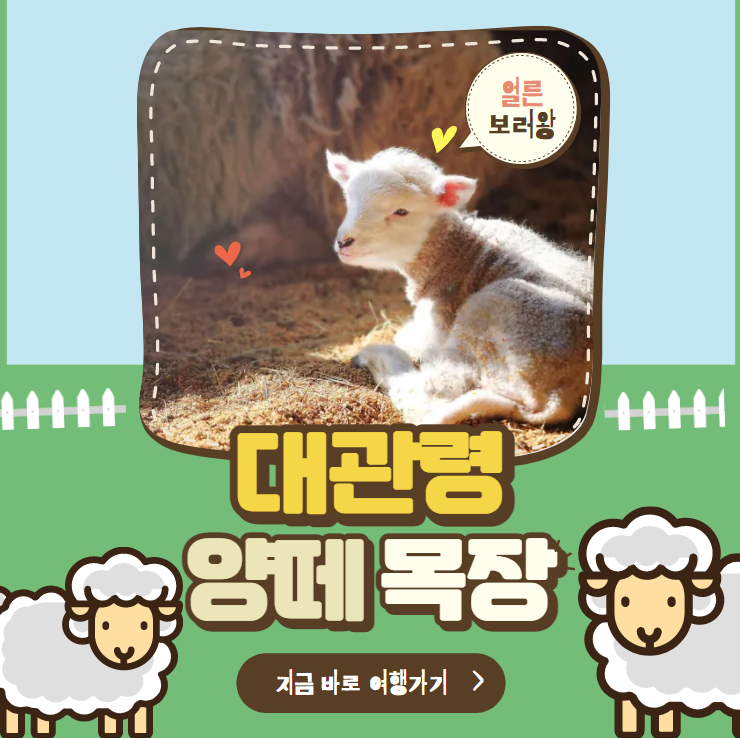  대관령 양떼목장 평창으로 떠나자~