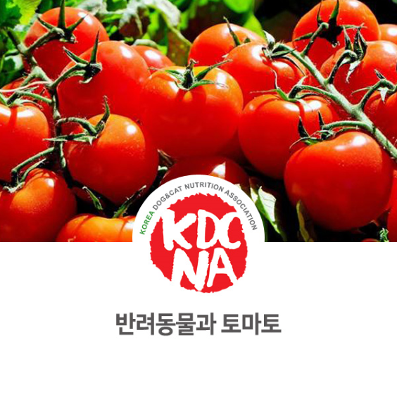  한국반려동물영양협회 익산지부 정유경 펫영양사가 알려주는 반려동물과 토마토_813 [펫푸드자격증/애견수제간식창업/강아지자연식/고양이자연식/펫베이커리/맞춤사료]