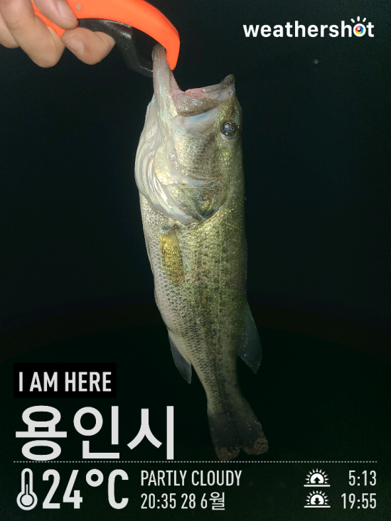  [2021.06.28] 용인 이동저수지(송전지) 배스 워킹 낚시 (Feat. 프리리그, 노싱커)