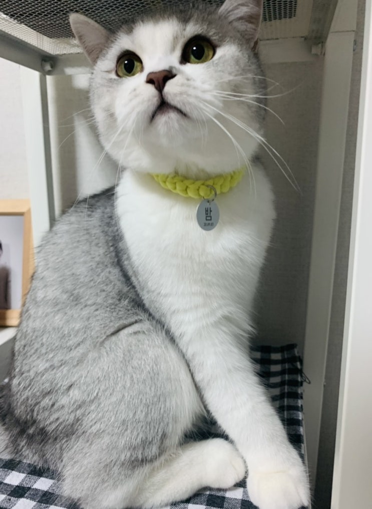  편하고 예쁜 고양이 목걸이 인식표, 이름표
